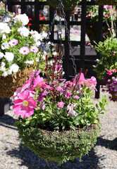 Fototapeta na wymiar pink flower basket 