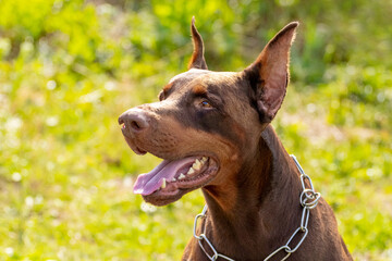 Close-up portrait of a brown doberman on a background of green grass in sunny weather