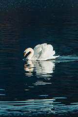 swan on the lake
