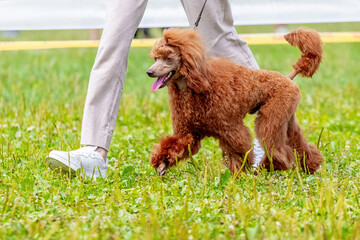 Fototapeta premium Orange poodle in the park near his mistress during a walk
