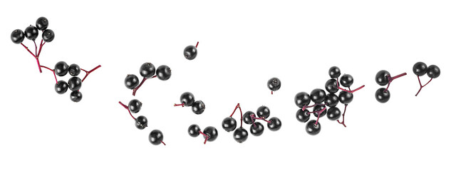Naklejka premium Fresh fruit of black elderberries isolated on a white background, top view. European black elderberry, Sambucus.