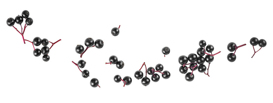 Fresh fruit of black elderberries isolated on a white background, top view. European black elderberry, Sambucus. - Powered by Adobe