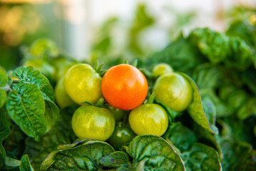 Green and red tomatoes soon to be harvested.