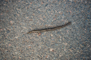 Run over slow worm Anguis fragilis on a road..