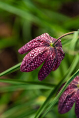 snake's head Fritillaria meleagris blooming in early spring.