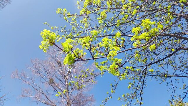 Tree branches of Acer platanoides flowers in the spring time.