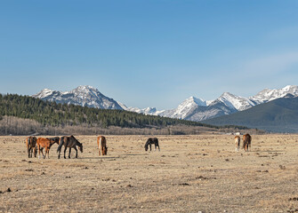 Horses graze in a pasture in the Rocky Mountain foothills located on the Stoney Indian Reserve, Alberta, Canada