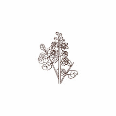 Fototapeta premium Boswellia flowers and leaves. Perfumery, cosmetics and medical plant. Hand drawn illustration