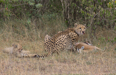 mother cheetah lying down on grass over impala kill looking alert as her cub looks on in the wild masai mara, kenya