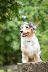Puppy of australian shepherd is sitting in the nature. Summer nature in park.