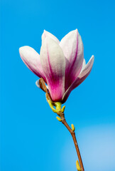 Magnolia flower on blue background. Close-up