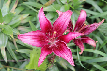 pink lily flower