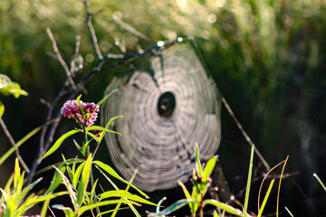 Pink Flower and Web