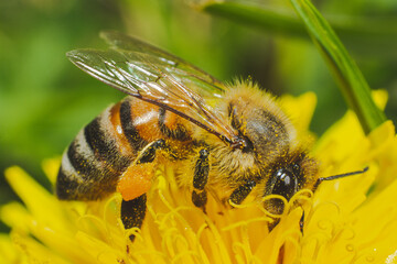 a honeybee with pollens on its legs pollenating a flower
