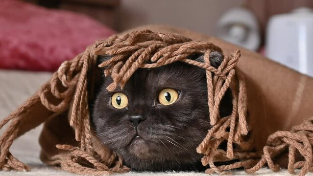 Cute playful cat hides under beige plaid with fringe at the edges. 