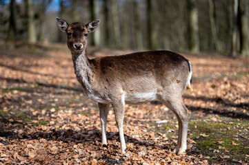 deer in the woods