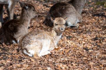 baby deer in the park