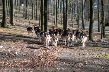 deer in a forest