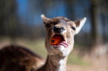 Deer with food