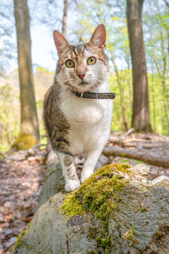 Portrait of a big cute domestic cat walking on the tree trunk in the forest at Spring.