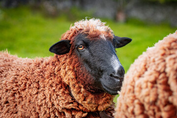 Brown and white sheep, on green pasture, outdoors in nature, farm animal.