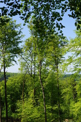 Fototapeta premium Wald und seine Farben und blumen