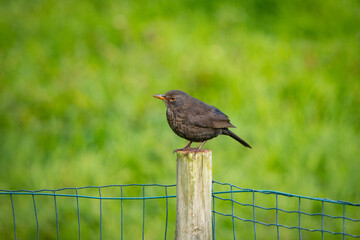 Blackbird sitting on top of fence, outdoors in nature.