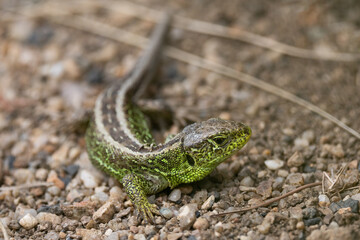 The sand lizard , Lacerta agilis