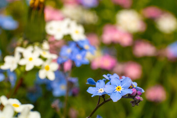 colorful vibrant forget-me-not flowers in a field in white, violet, blue and pink colors