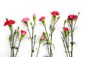 Branch pink carnation flowers isolated on white background