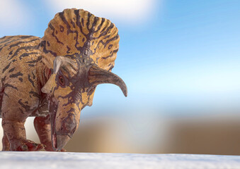 triceratops is looking down for food on snow background with copy space
