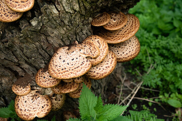 mushrooms or fungus on a tree in forest