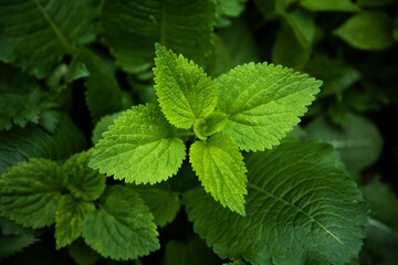 Plant of stinging nettles.