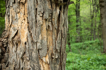 Slice of an old tree