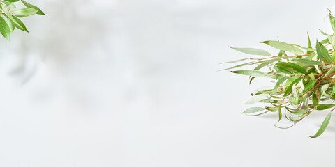 Natural white background with branches and green leaves. Mock up for displaying works