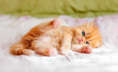 A small cute red kitten lies on a pink plaid. Playful Persian kitten waving its paws. Fluffy cat sleeps on a bed in the sun.