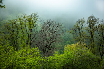 Forest trees. nature green tree