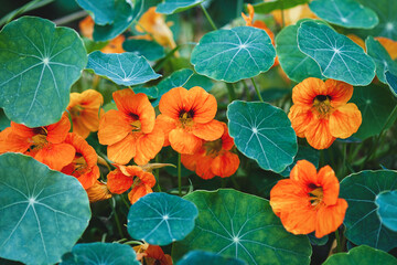 Nasturtium plant with orange flowers growing in the garden - obrazy, fototapety, plakaty