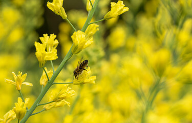 A honey bee collects polen on a yellow kale flower