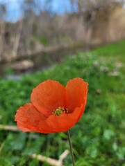 Fototapeta premium red poppy in a field