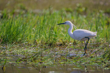 Little Egret (Egretta garzetta) walking through the green grass in the Swamp