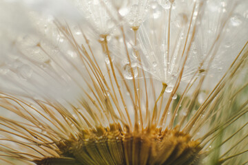 close up macro of a dandelion seeds with water droplets on them