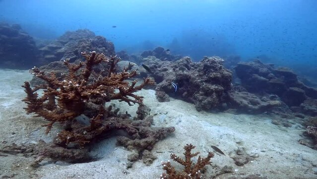 Under water scuba diving film - ocean floor scene of brown pointy coral with a few fishes circeling the coral - Southern Thailand