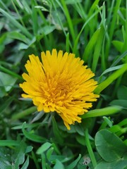Yellow dandelion flower. Spring flower