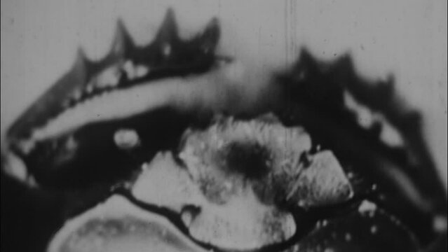 Scarabaeus Sacer Dung Beetle - A female Dung Beetle rolls a ball to the breeding hole. 