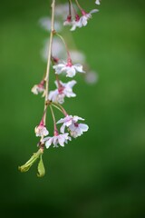 Spring Theme Pink flowers branch of a plant