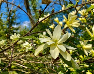 Kwiaty Magnolia 