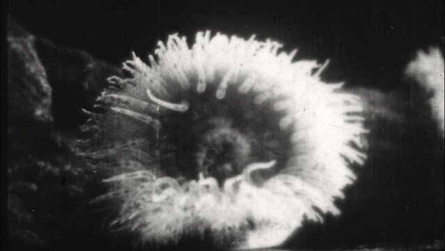 Sea Anemones - Various shots of Sea Anemones from the film Les a Anemones de mer