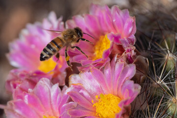 bee pollinating a blooming barrel cactus spring flower