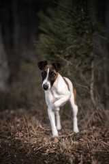 fox terrier out in the wild